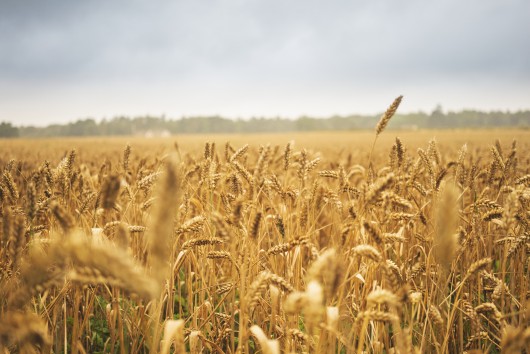 From pilot to scale: How can Europe create the right conditions for regenerative agriculture? 