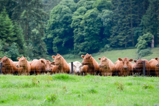 Reducing European methane emissions – The potential of EU livestock