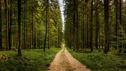 A roadmap to EU forest resilience - Tackling climate change and forest disturbances