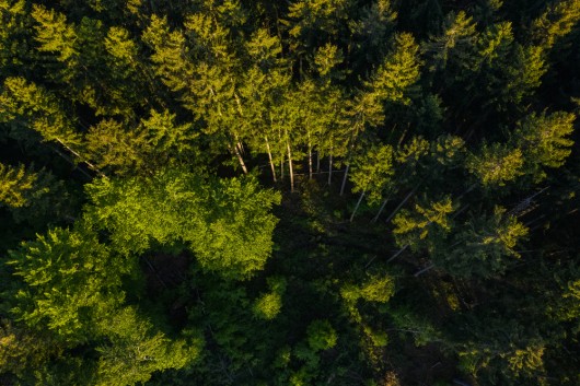 Restoring the Earth’s lungs - How can forests support climate change mitigation?