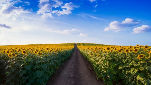 Mind the Gap - Can biofuels play a strategic role in reaching EU energy and food security?