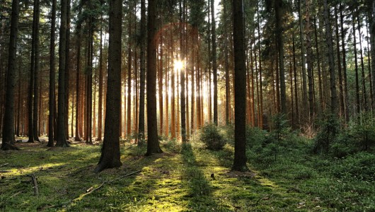 Braucht Deutschland eine neue Waldpolitik? Potential und Problematik der Waldstrategie 2050