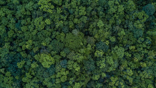 The future of EU forests – A new EU Framework for Forest Monitoring and Strategic Plans