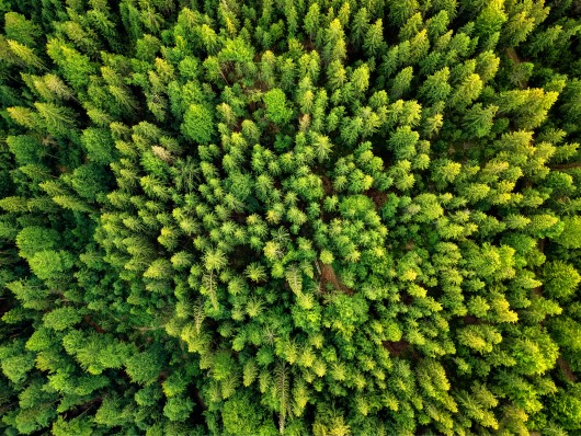 The wood-energy sector - An ally for the sustainable management of EU forests?